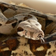 Illustration for article titled Virgin birth discovered in boa constrictors